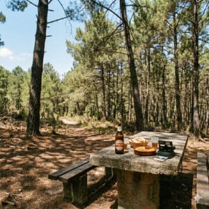 Paisaje natural con mesa de picnic en bosque de pinos, ideal para relajarse y disfrutar de la natura.