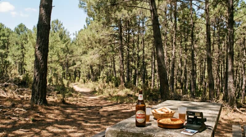 Paisaje natural con mesa de picnic en bosque de pinos, ideal para relajarse y disfrutar de la natura.